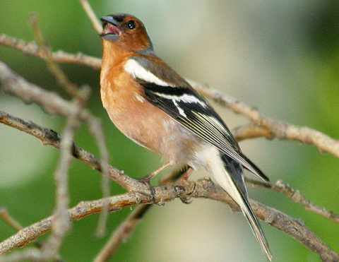  (Fringilla coelebs)