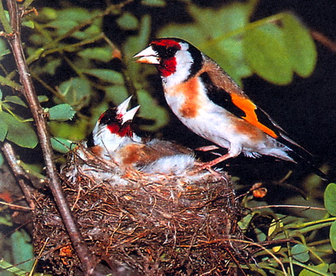  (Carduelis carduelis)