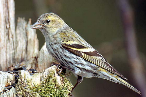  (Carduelis spinus)