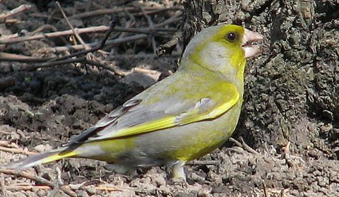      (Carduelis chloris)