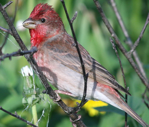  (Carpodacus erythrinus)