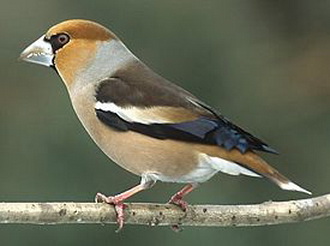   (Coccothraustes coccothraustes)