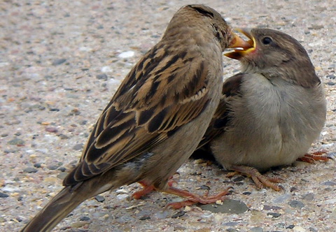   (Passer domesticus)