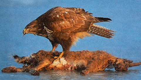   (Buteo buteo)