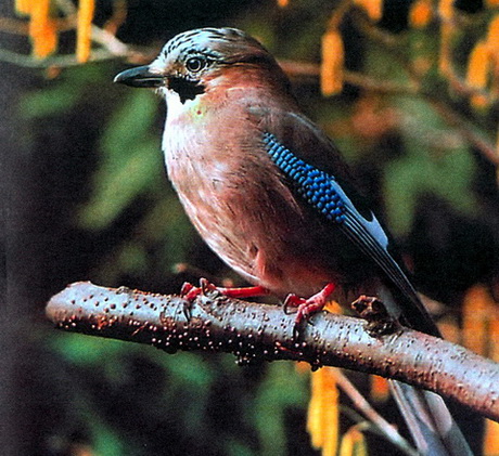  (Garrulus glandarius)