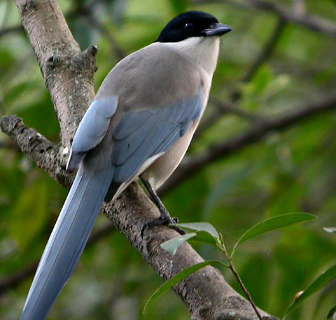   (Cyanopica cyanus)