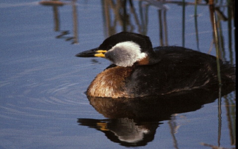   (Podiceps griseigena)