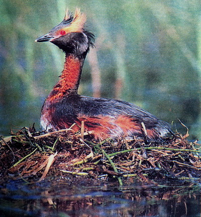   (Podiceps auritus)