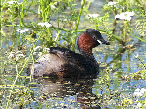   (Tachybaptus ruficollis)