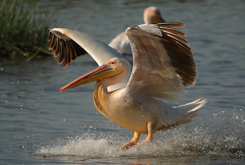   (Pelecanus onocrotalus)