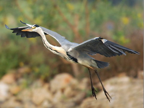   (Ardea cinerea)