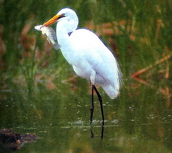    (Egretta alba)