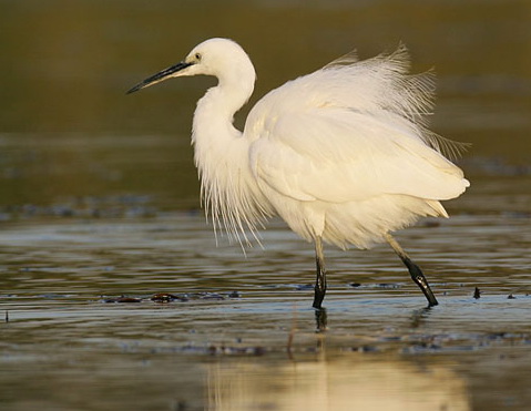    (Egretta garzetta)