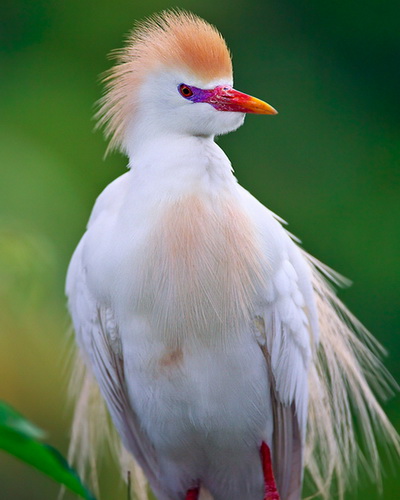 Египетская цапля (Bubulcus ibis)