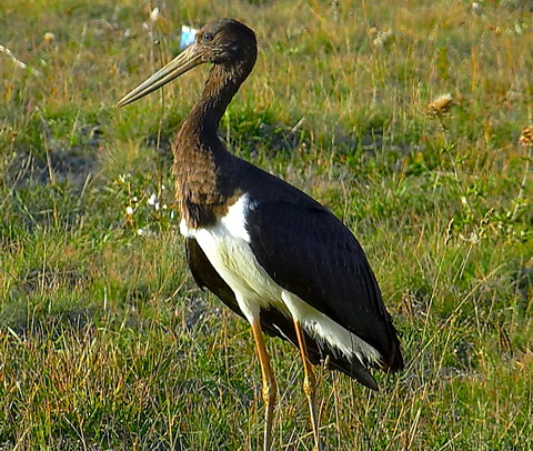   (Ciconia nigra)