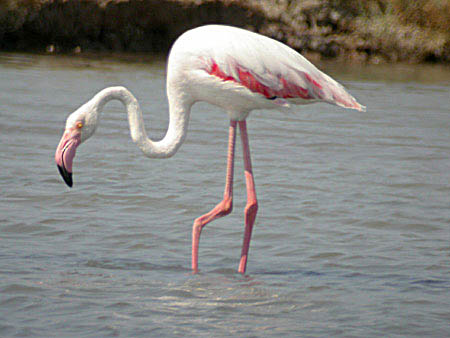   (Phoenicopterus roseus)