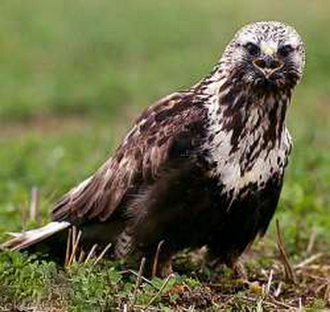 ,   (Buteo lagopus)