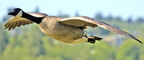   (Branta canadensis)