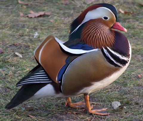 Мандаринка (Aix galericulata)