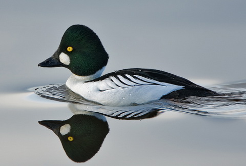   (Bucephala clangula)