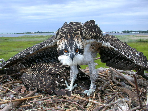  (Pandion haliaetus)