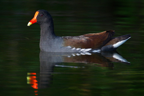  (Gallinula chloropus)