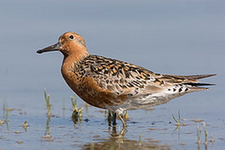   (Calidris canutus)