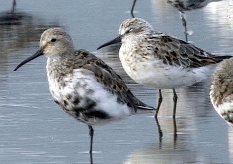  (Calidris alpina)