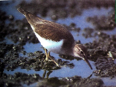  (Tringa hypoleucos)