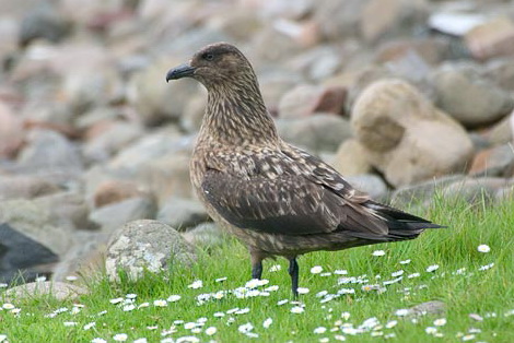   (Stercorarius skua)