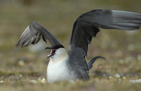   (Stercorarius longicaudus)