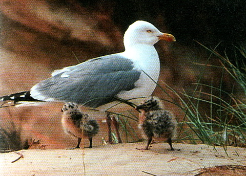   (Larus argentatus)