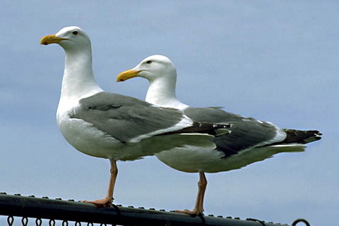   (Larus marinus)