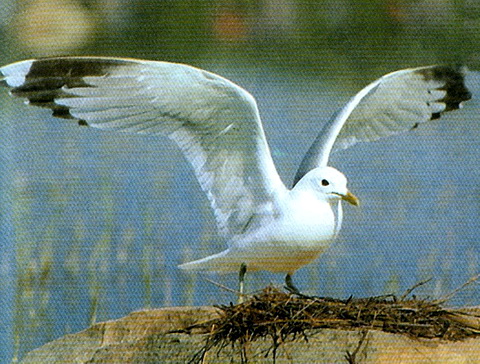   (Larus canus)