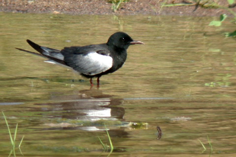   (Chlidonias leucopterus)