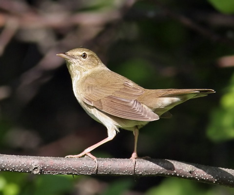   (Locustella fluviatilis)