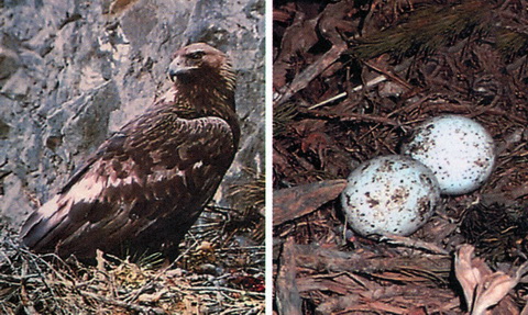  (Aquila chrysaetos)