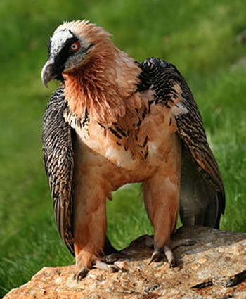 , (Gypaetus barbatus)