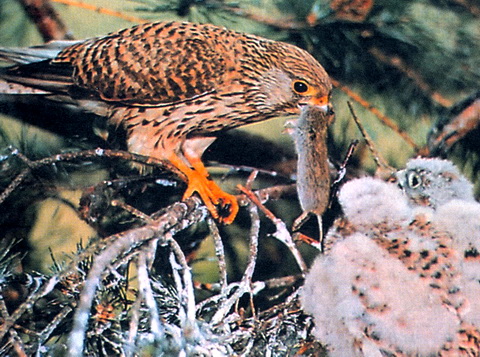 Пустельга (Falco tinnunculus)