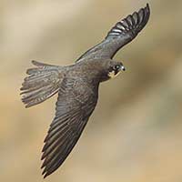Сокол Элеоноры (Falco eleonorae)