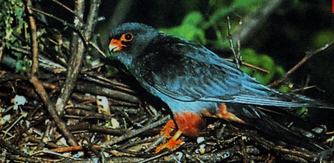  (Falco vespertinus)