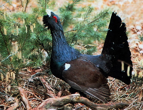  (Tetrao urogallus)