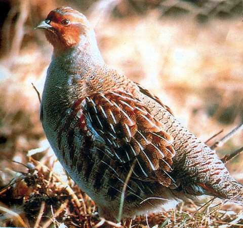   (Perdix perdix)