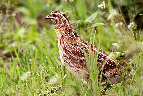  (Coturnix coturnix)