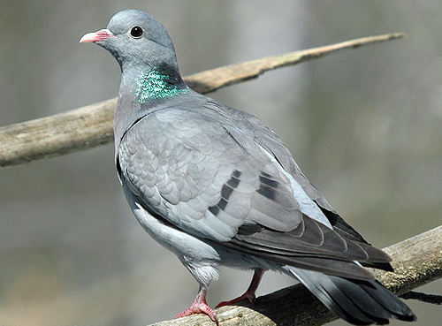  (Columba oenas)