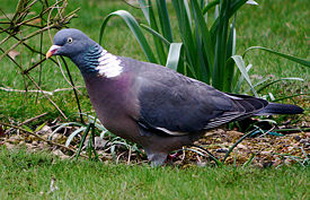  (Columba palumbus)