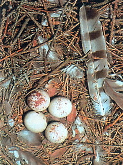 Ястреб-перепелятник (Accipiter nisus)