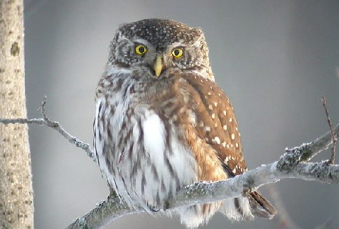   (Glaucidium passerinum)