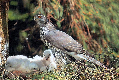 - (Accipiter gentilis)