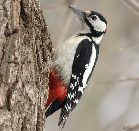    (Dendrocopos major)